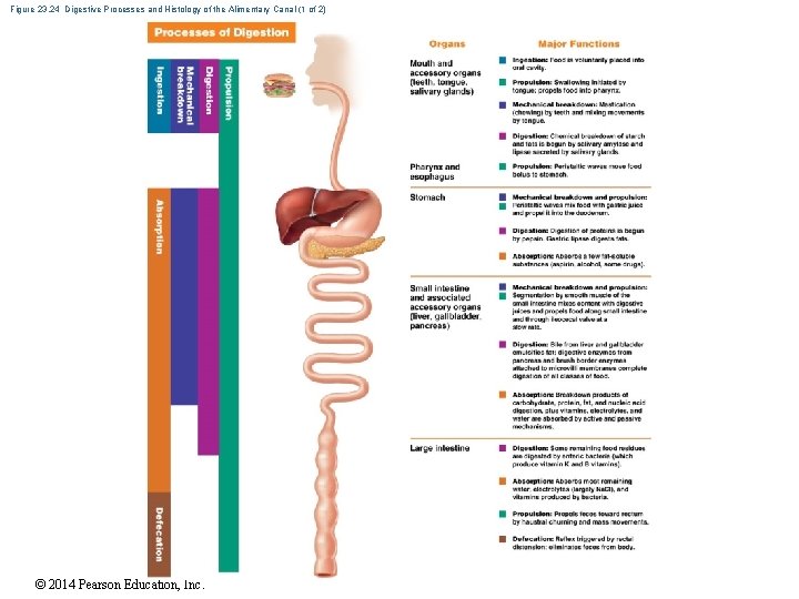 Figure 23. 24 Digestive Processes and Histology of the Alimentary Canal (1 of 2)
