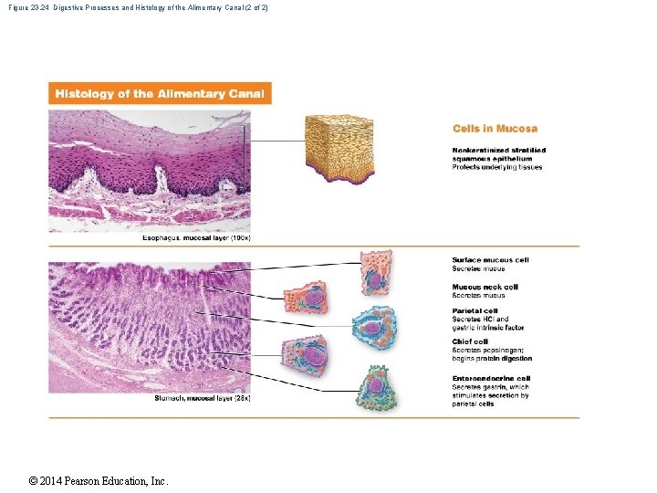 Figure 23. 24 Digestive Processes and Histology of the Alimentary Canal (2 of 2)