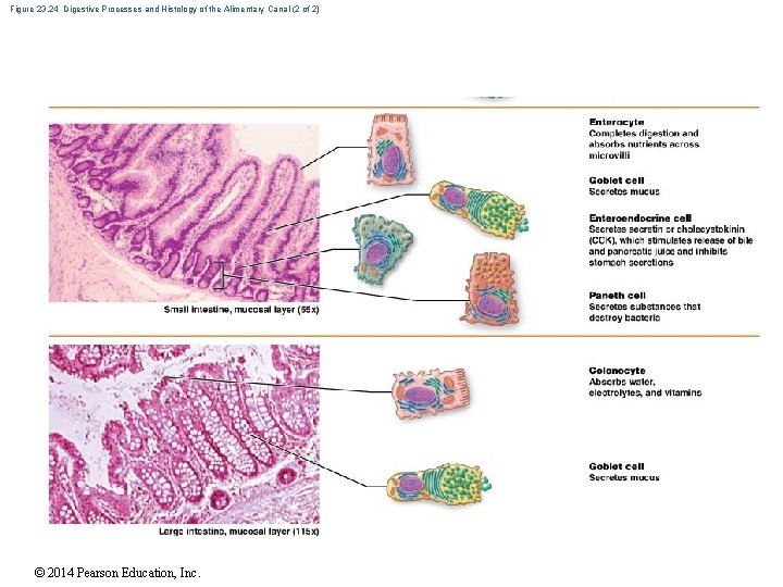 Figure 23. 24 Digestive Processes and Histology of the Alimentary Canal (2 of 2)