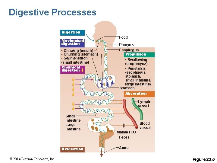Digestive Processes Ingestion Mechanical digestion • Chewing (mouth) • Churning (stomach) • Segmentation (small