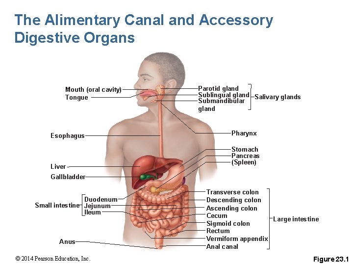 The Alimentary Canal and Accessory Digestive Organs Mouth (oral cavity) Tongue Esophagus Liver Parotid