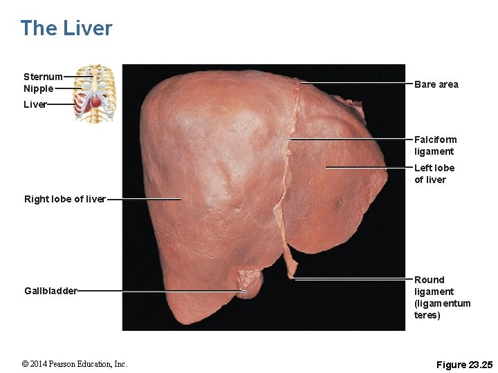 The Liver Sternum Nipple Bare area Liver Falciform ligament Left lobe of liver Right
