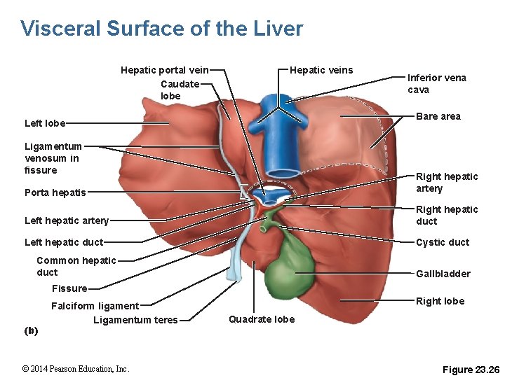 Visceral Surface of the Liver Hepatic portal vein Caudate lobe Hepatic veins Inferior vena