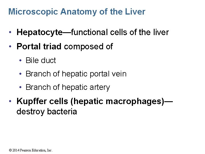 Microscopic Anatomy of the Liver • Hepatocyte—functional cells of the liver • Portal triad