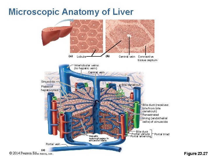 Microscopic Anatomy of Liver (a) (b) Lobule Central vein Connective tissue septum Interlobular veins