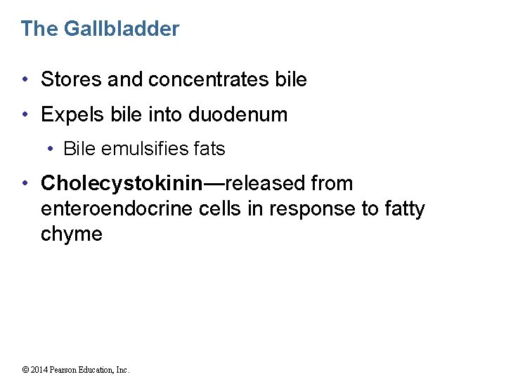 The Gallbladder • Stores and concentrates bile • Expels bile into duodenum • Bile