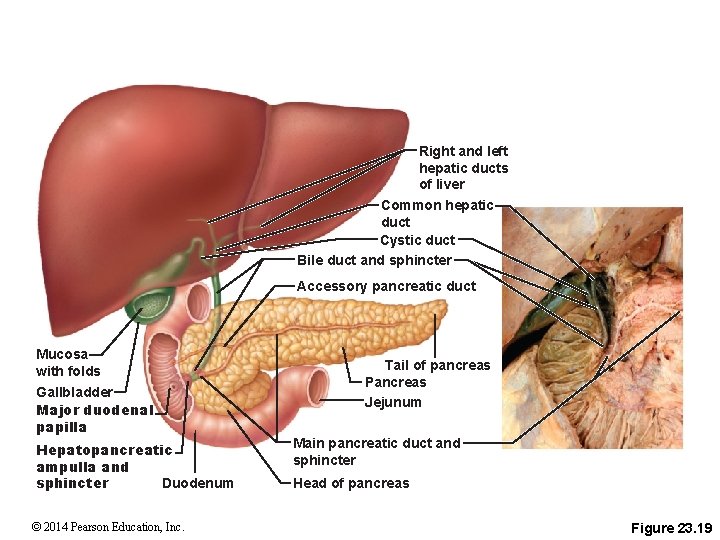 Right and left hepatic ducts of liver Common hepatic duct Cystic duct Bile duct