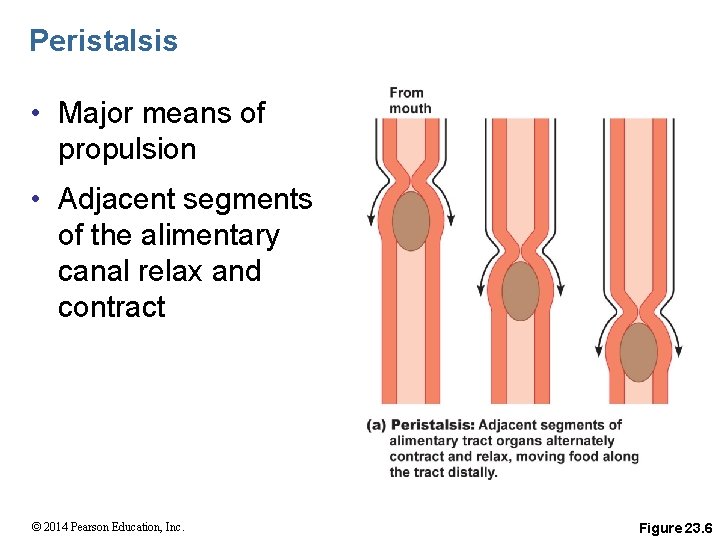 Peristalsis • Major means of propulsion • Adjacent segments of the alimentary canal relax