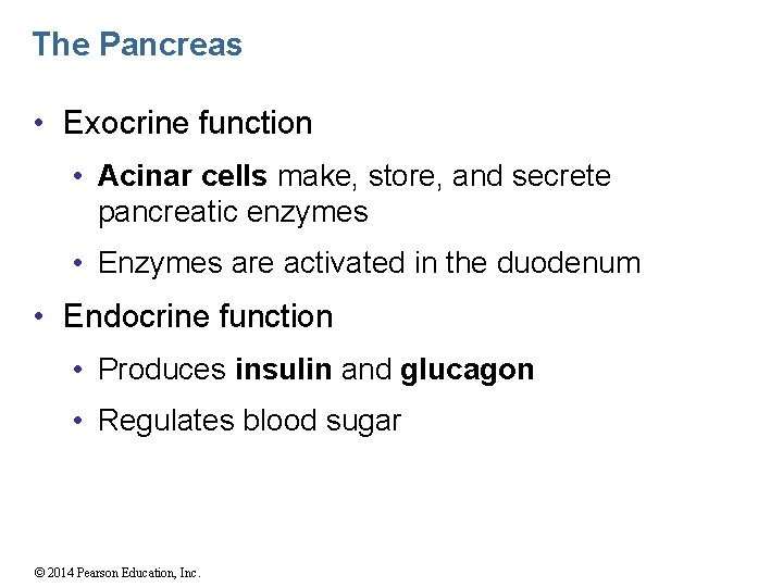 The Pancreas • Exocrine function • Acinar cells make, store, and secrete pancreatic enzymes