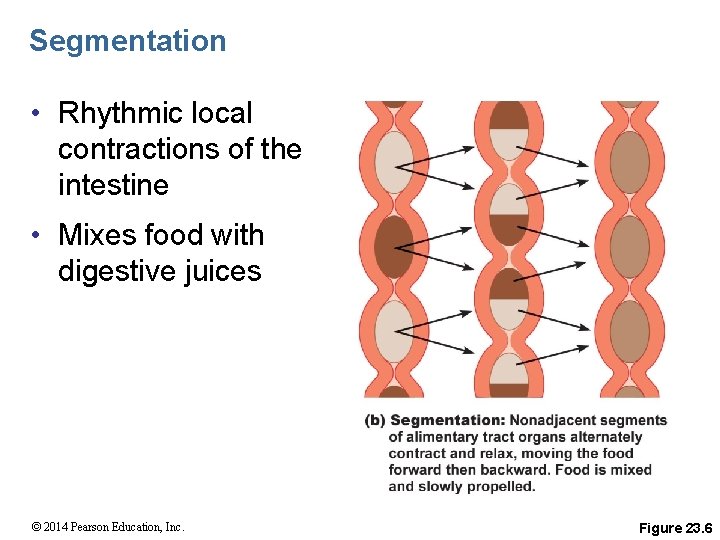 Segmentation • Rhythmic local contractions of the intestine • Mixes food with digestive juices