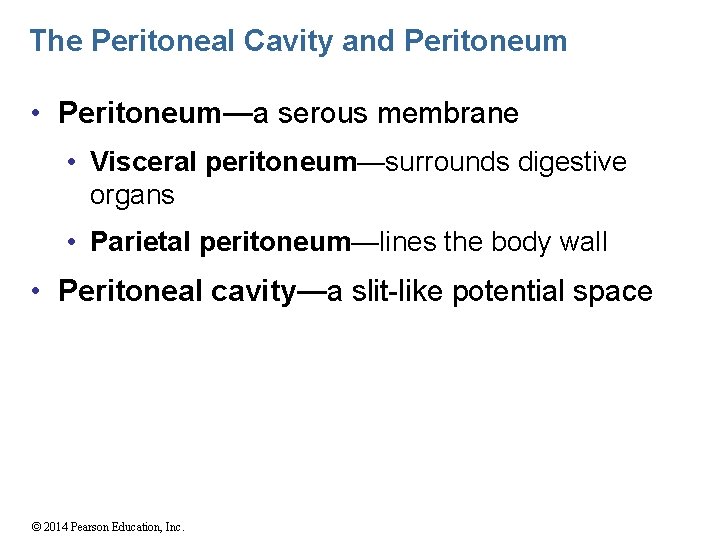 The Peritoneal Cavity and Peritoneum • Peritoneum—a serous membrane • Visceral peritoneum—surrounds digestive organs