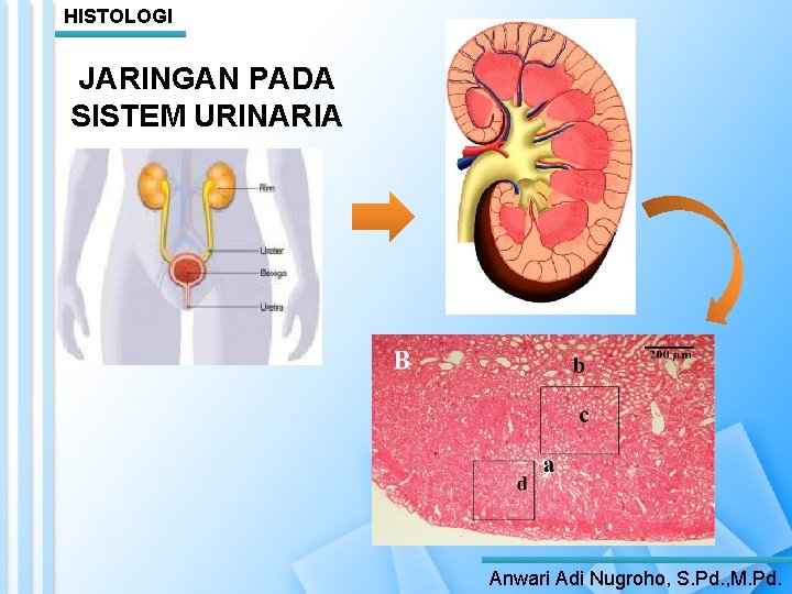 HISTOLOGI JARINGAN PADA SISTEM URINARIA Anwari Adi Nugroho, S. Pd. , M. Pd. 