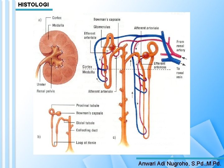 HISTOLOGI Anwari Adi Nugroho, S. Pd. , M. Pd. 