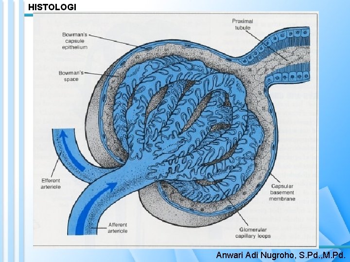 HISTOLOGI Anwari Adi Nugroho, S. Pd. , M. Pd. 