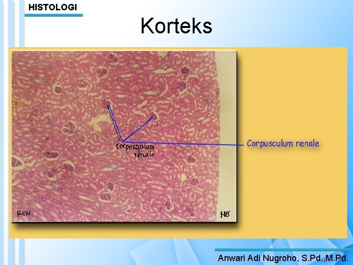 HISTOLOGI Korteks Anwari Adi Nugroho, S. Pd. , M. Pd. 