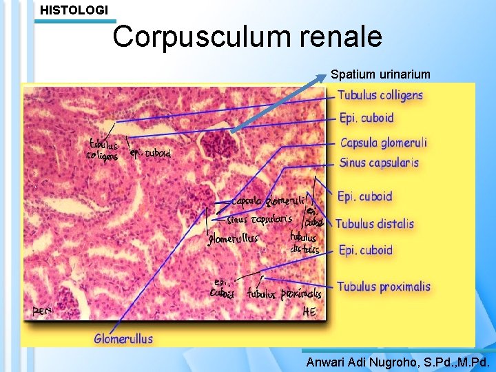 HISTOLOGI Corpusculum renale Spatium urinarium Anwari Adi Nugroho, S. Pd. , M. Pd. 