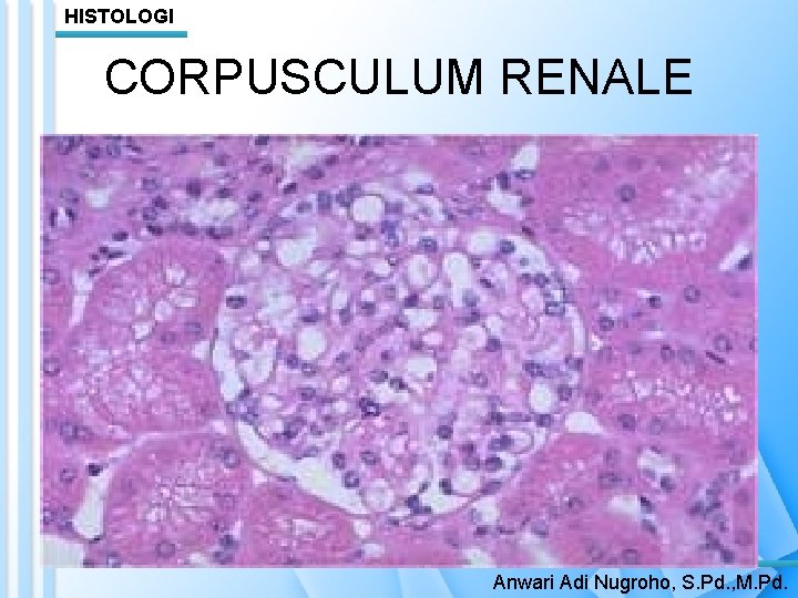 HISTOLOGI CORPUSCULUM RENALE Anwari Adi Nugroho, S. Pd. , M. Pd. 