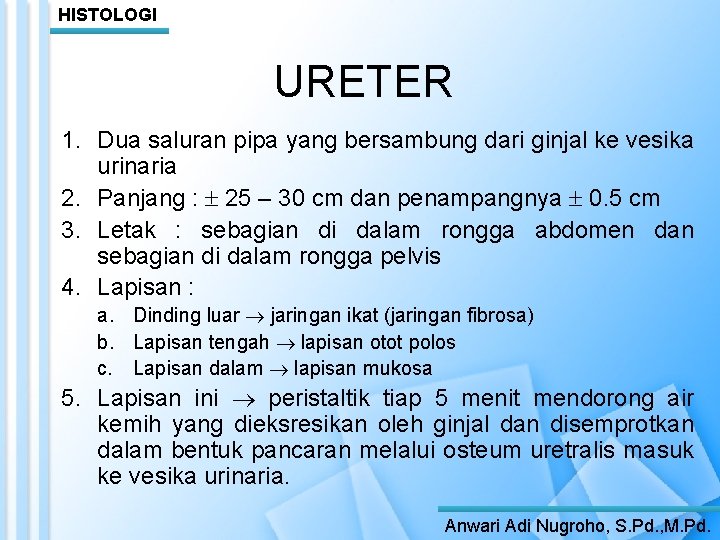 HISTOLOGI URETER 1. Dua saluran pipa yang bersambung dari ginjal ke vesika urinaria 2.