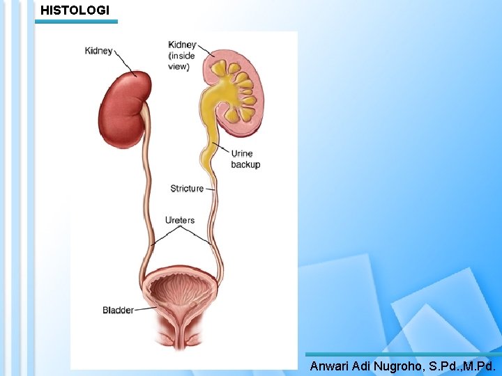 HISTOLOGI Anwari Adi Nugroho, S. Pd. , M. Pd. 