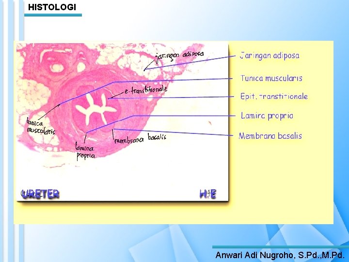 HISTOLOGI Anwari Adi Nugroho, S. Pd. , M. Pd. 