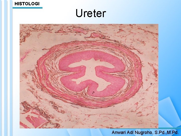 HISTOLOGI Ureter Anwari Adi Nugroho, S. Pd. , M. Pd. 