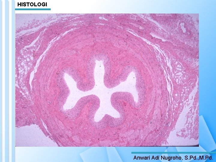 HISTOLOGI Anwari Adi Nugroho, S. Pd. , M. Pd. 