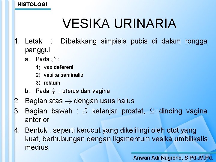 HISTOLOGI VESIKA URINARIA 1. Letak : panggul Dibelakang simpisis pubis di dalam rongga a.