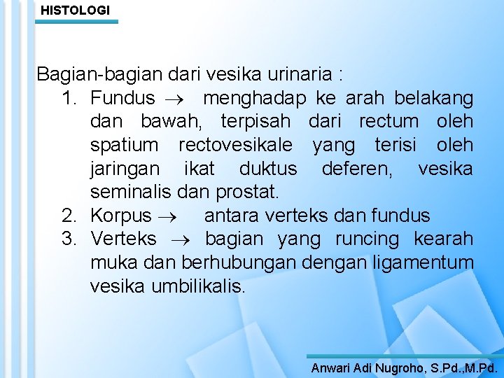 HISTOLOGI Bagian-bagian dari vesika urinaria : 1. Fundus menghadap ke arah belakang dan bawah,