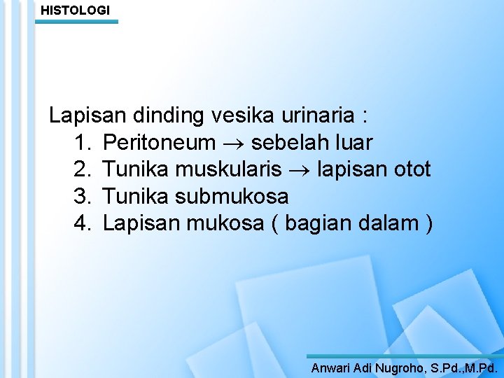 HISTOLOGI Lapisan dinding vesika urinaria : 1. Peritoneum sebelah luar 2. Tunika muskularis lapisan