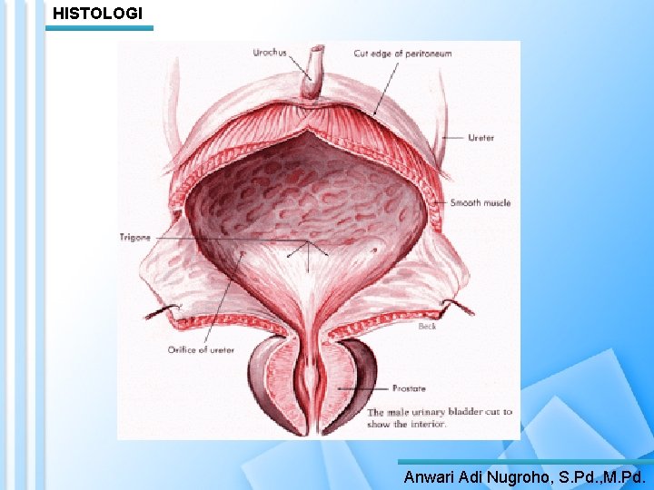HISTOLOGI Anwari Adi Nugroho, S. Pd. , M. Pd. 