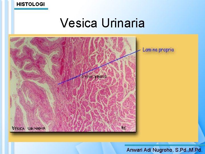 HISTOLOGI Vesica Urinaria Anwari Adi Nugroho, S. Pd. , M. Pd. 