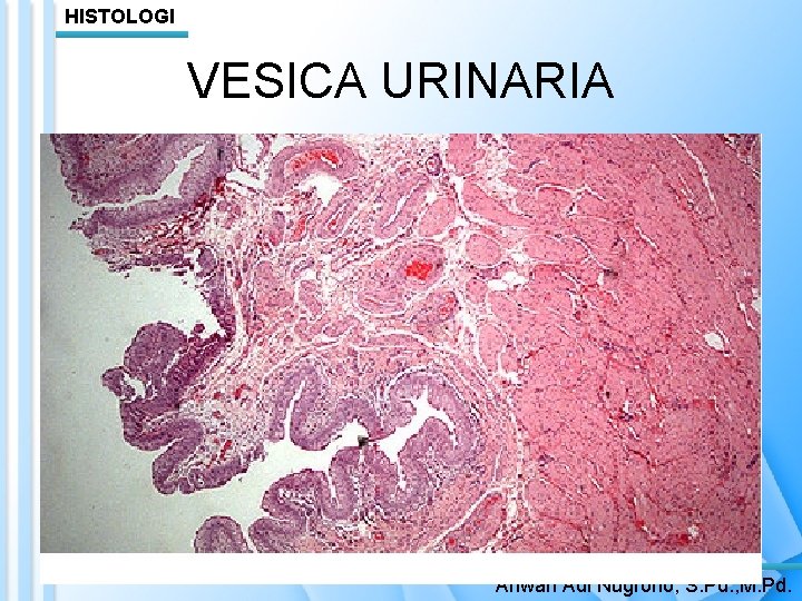 HISTOLOGI VESICA URINARIA Anwari Adi Nugroho, S. Pd. , M. Pd. 