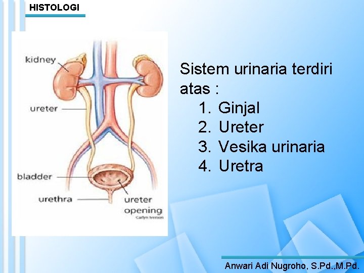 HISTOLOGI Sistem urinaria terdiri atas : 1. Ginjal 2. Ureter 3. Vesika urinaria 4.