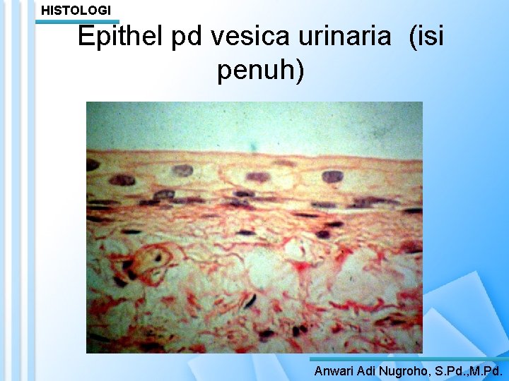 HISTOLOGI Epithel pd vesica urinaria (isi penuh) Anwari Adi Nugroho, S. Pd. , M.
