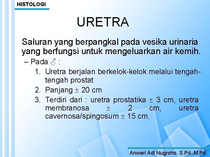 HISTOLOGI URETRA Saluran yang berpangkal pada vesika urinaria yang berfungsi untuk mengeluarkan air kemih.