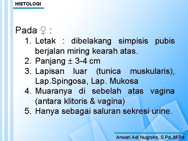 HISTOLOGI Pada ♀ : 1. Letak : dibelakang simpisis pubis berjalan miring kearah atas.