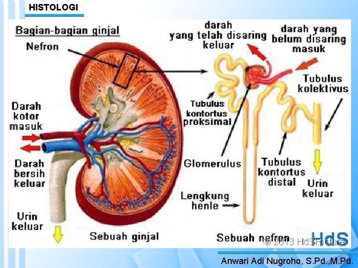 HISTOLOGI Anwari Adi Nugroho, S. Pd. , M. Pd. 