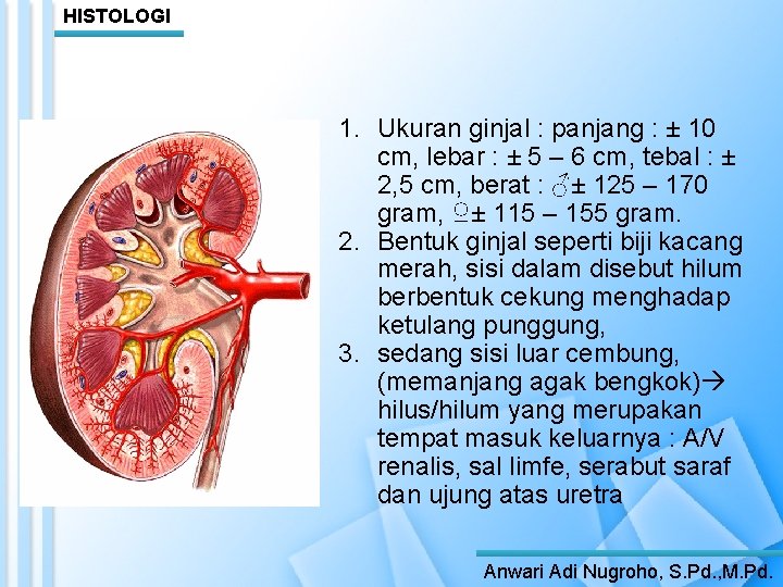 HISTOLOGI 1. Ukuran ginjal : panjang : ± 10 cm, lebar : ± 5