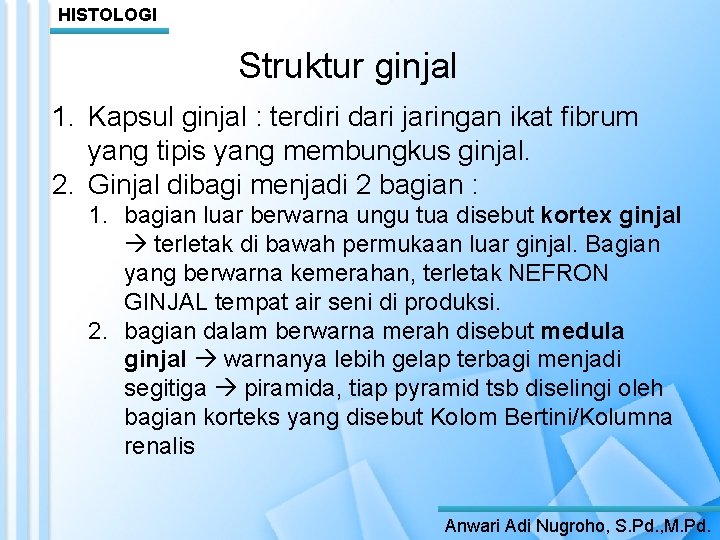 HISTOLOGI Struktur ginjal 1. Kapsul ginjal : terdiri dari jaringan ikat fibrum yang tipis