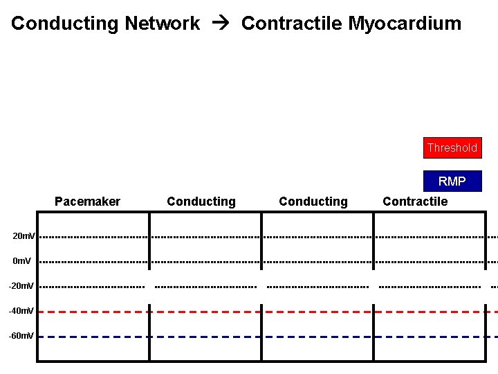 Conducting Network Contractile Myocardium Threshold RMP Pacemaker 20 m. V -20 m. V -40