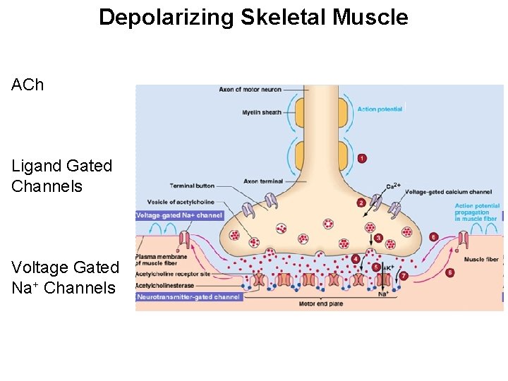 Depolarizing Skeletal Muscle ACh Ligand Gated Channels Voltage Gated Na+ Channels 