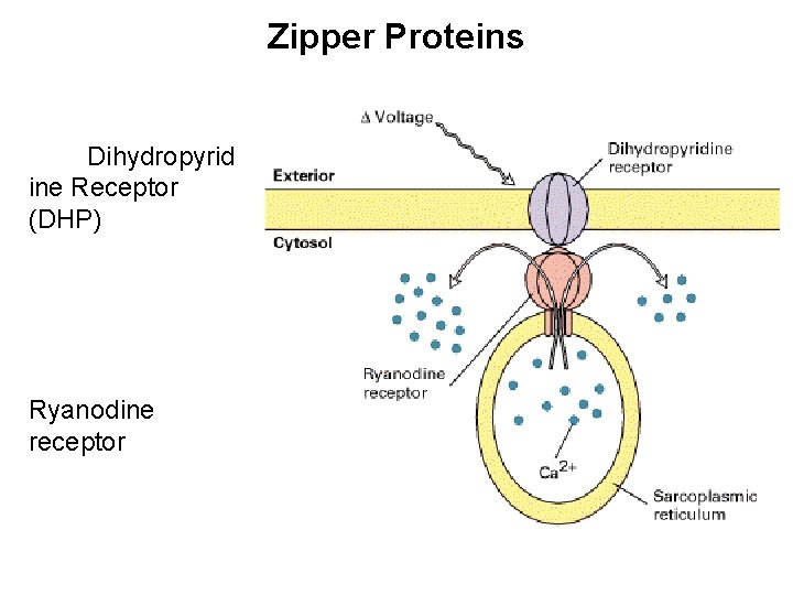 Zipper Proteins Dihydropyrid ine Receptor (DHP) Ryanodine receptor 