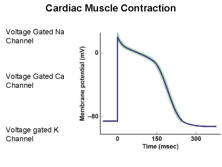 Cardiac Muscle Contraction Voltage Gated Na Channel Voltage Gated Ca Channel Voltage gated K