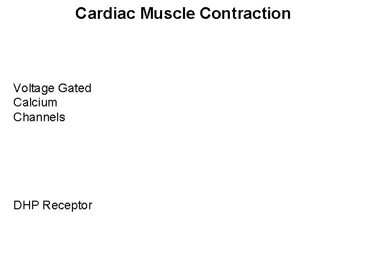 Cardiac Muscle Contraction Voltage Gated Calcium Channels DHP Receptor 
