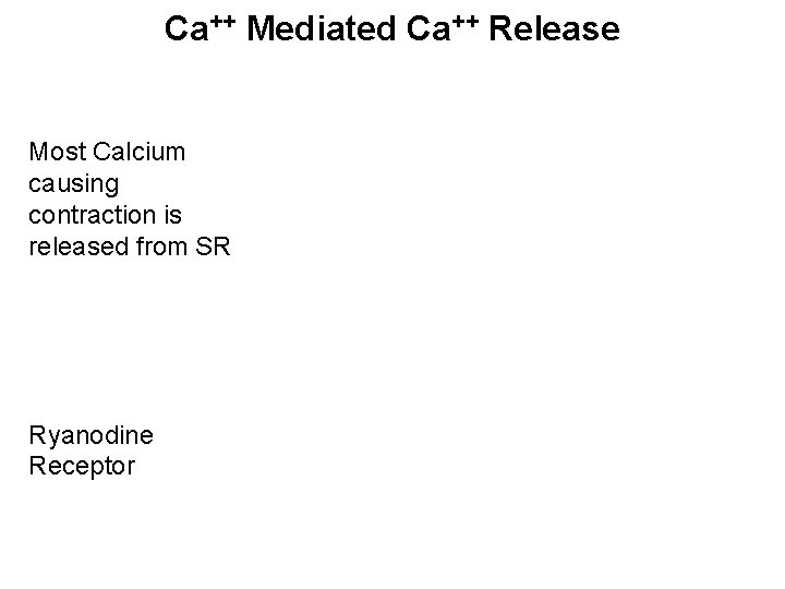 Ca++ Mediated Ca++ Release Most Calcium causing contraction is released from SR Ryanodine Receptor