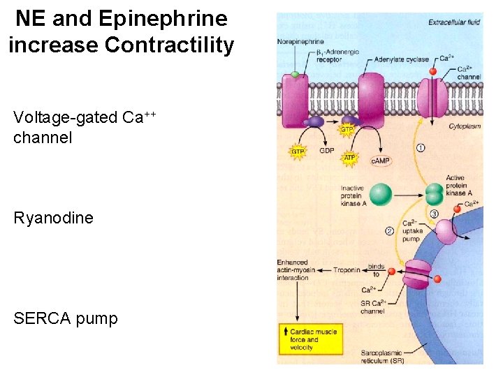 NE and Epinephrine increase Contractility Voltage-gated Ca++ channel Ryanodine SERCA pump 
