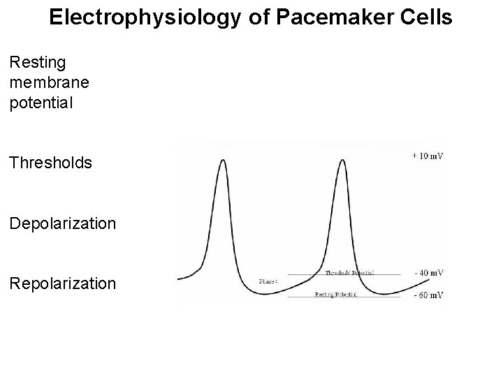 Electrophysiology of Pacemaker Cells Resting membrane potential Thresholds Depolarization Repolarization 