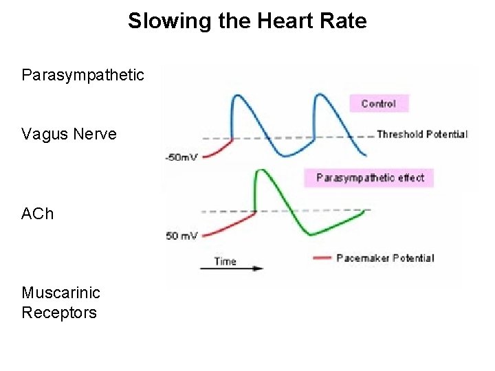 Slowing the Heart Rate Parasympathetic Vagus Nerve ACh Muscarinic Receptors 