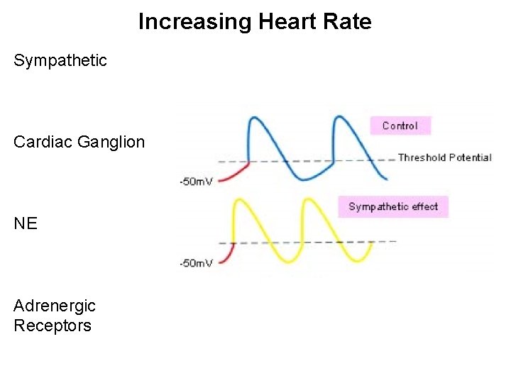 Increasing Heart Rate Sympathetic Cardiac Ganglion NE Adrenergic Receptors 