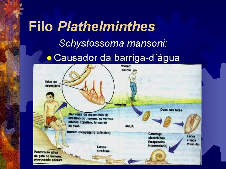 Filo Plathelminthes Schystossoma mansoni: ® Causador da barriga-d´água Filo Plathelminthes Schystossoma mansoni: ® Causador da barriga-d´água